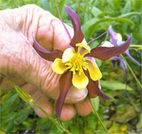 hand mit blume2